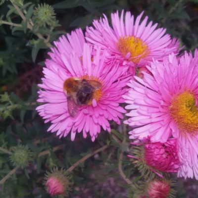 Aster (Symphyotrichum) novae-angliae ‚Rosa Sieger‘ (Raublattaster)