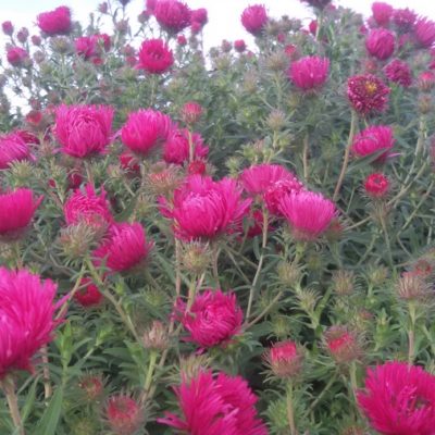 Aster (Symphyotrichum) novae-angliae ‚Alma Pötschke‘ (Raublattaster)