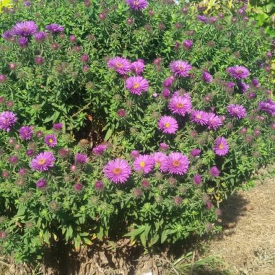 Aster (Symphyotrichum) novae-angliae ‚Purple Dome‘ (Raublattaster)