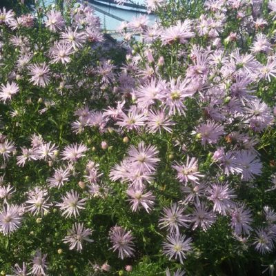 Aster (Symphyotrichum) novi-belgii ‚Rosenquarz‘ (Glattblattaster)