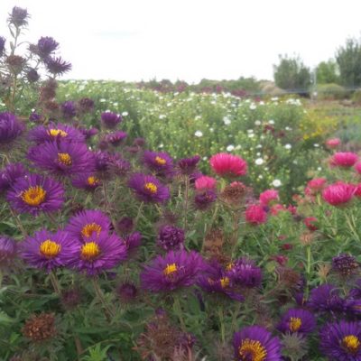 Aster (Symphyotrichum) novae-angliae ‚Violetta‘ (Raublattaster)