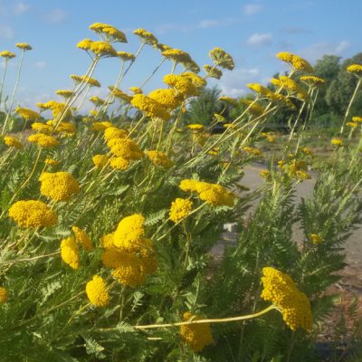 Achillea filipendulina ‚Parker’s Varietät‘ (Goldgarbe)