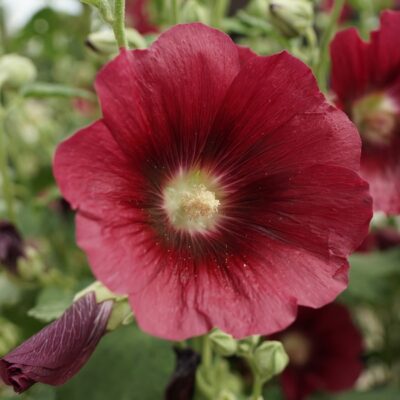 Alcea ficifolia (Feigenblättrige Stockrose)