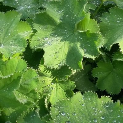 Alchemilla mollis (Weicher Frauenmantel)