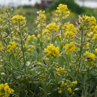Alyssum montanum ‚Berggold‘ (Berg-Steinkraut)