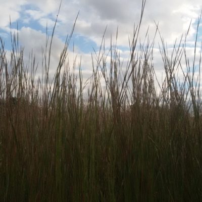 Andropogon scoparius ‚Breeze‘ (Kleines Präriegras)