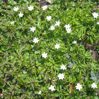 Anemone nemorosa (Buschwindröschen)