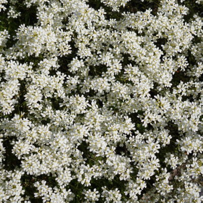 Arabis procurrens ‚Neuschnee‘ (Gänsekresse)