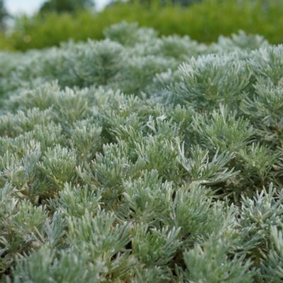 Artemisia schmidtiana ‚Nana‘ (Polster-Silberraute)