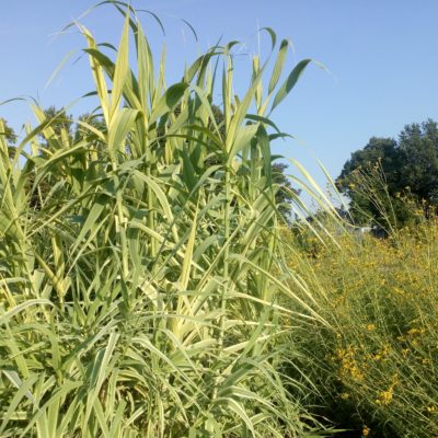 Arundo donax ‚Aureovariegata‘ (Gelbbuntes Pfahlrohr)