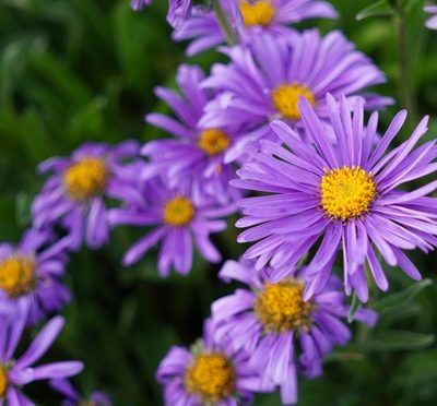 Aster alpinus ‚Dunkle Schöne‘ (Frühlingsaster, Alpenaster)