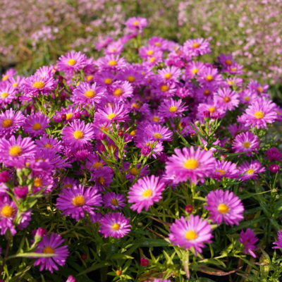 Aster dumosus ‚Kassel‘ (Kissenaster)