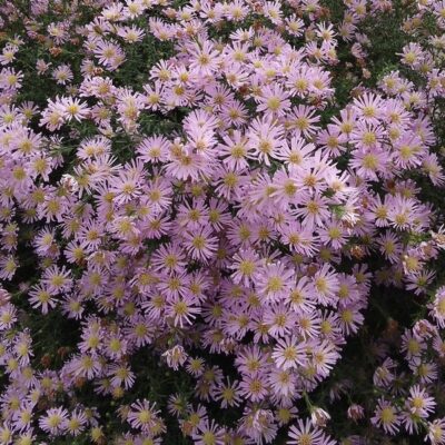 Aster pringlei ‚Pink Star‘ (Myrthenaster)