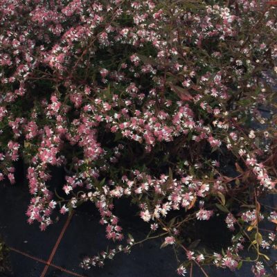 Aster laterifolius var. horizontalis ‚Lady in Black‘ (Waagerechte Aster)
