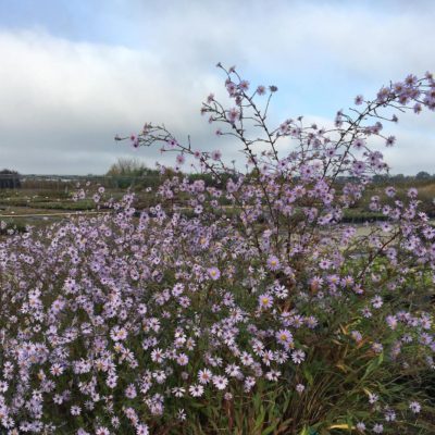 Aster laevis (Glattblattaster)