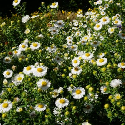 Aster (Symphyotrichum) novae-angliae ‚Herbstschnee‘