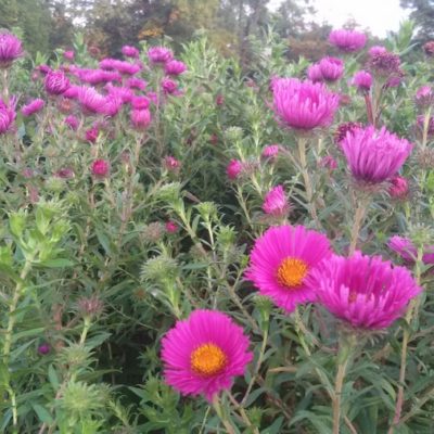 Aster (Symphyotrichum) novae-angliae ‚Andenken an Paul Gerber‘