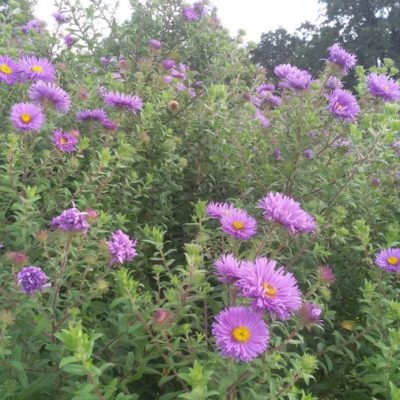 Aster (Symphyotrichum) novae-angliae ‚Treasure‘