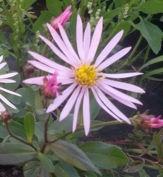 Aster pyrenaeus ‚Lutetia‘ (Pyrenäen – Aster)
