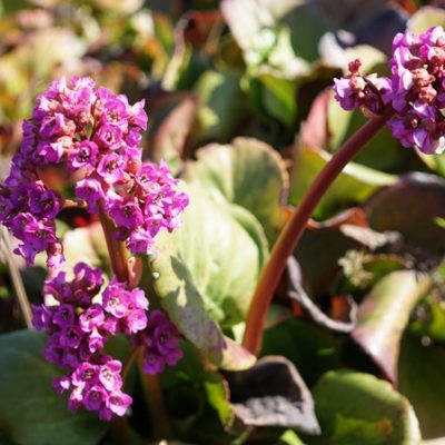 Bergenia cordifolia (Riesensteinbrech)