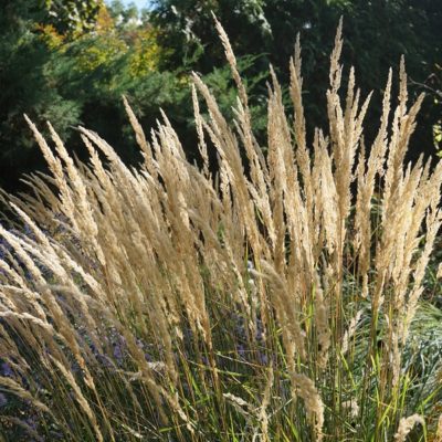 Calamagrostis acutiflora ‚Karl Förster'(Garten-Reitgras)