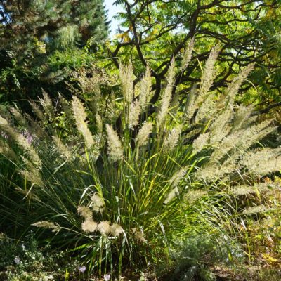 Calamagrostis brachytricha (Diamant Gras)