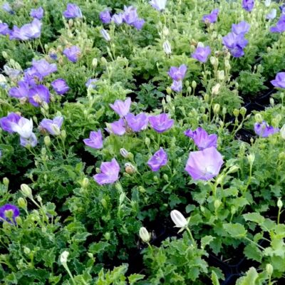Campanula carpatica ‚Blue Uniform‘ ( Niedrige Karpaten-Glockenblume)