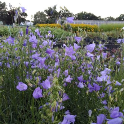 Campanula rotundifolia (Rundblättrige Glockenblume)