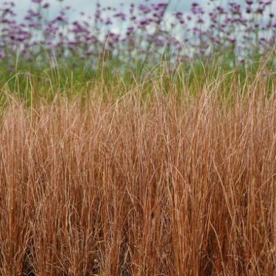 Carex buchananii (Fuchsrote Segge)