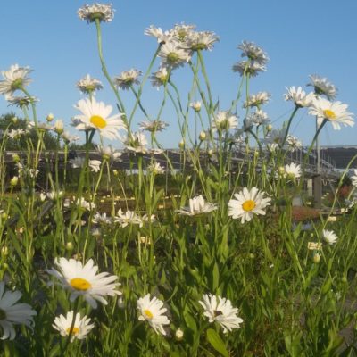 Chrysanthemum maximum ‚Alaska‘ (Sommer – Margerite)