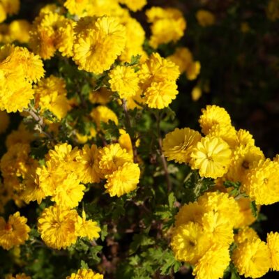 Chrysanthemum x hortorum ‚Bienchen‘ (Winter – Aster)