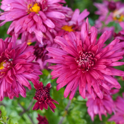 Chrysanthemum x hortorum ‚Cinderella‘ (Winter – Aster)