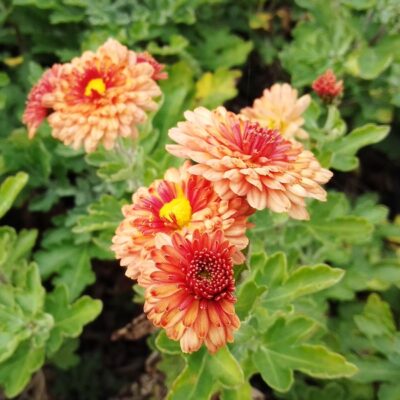 Chrysanthemum x hortorum ‚Herbstbrokat‘ (Winter – Aster)