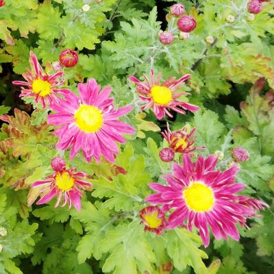 Chrysanthemum x hortorum ‚Oury‘ (Winter – Aster