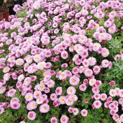 Chrysanthemum x hortorum ‚Pink Button‘ (Winter – Aster)