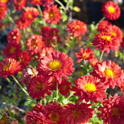 Chrysanthemum x hortorum ‚Rumpelstilzchen‘ (Winter – Aster)