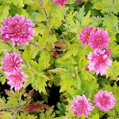 Chrysanthemum x hortorum ‚Schweitzerland‘ (Winter – Aster)