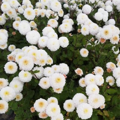 Chrysanthemum x hortorum ‚White Bouquet‘ (Winter – Aster)