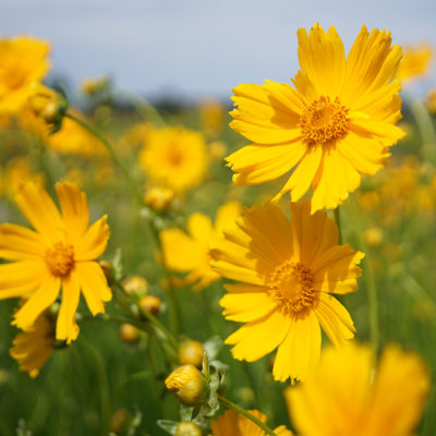 Coreopsis grandiflora ‚Badengold‘ (Mädchenauge)