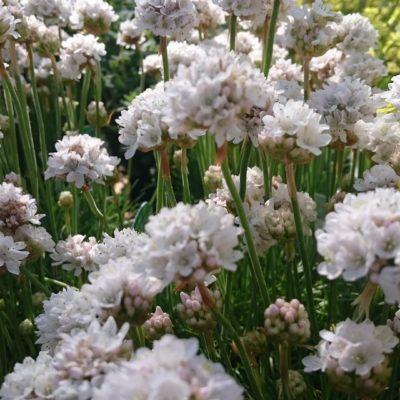 Armeria maritima ‚Alba‘ (Weiße Strand-Grasnelke)