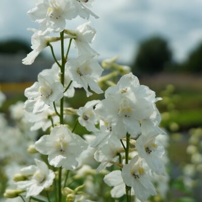 Delphinium belladonna ‚Casa Blanca‘