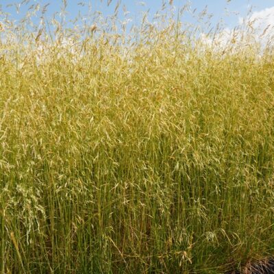 Deschampsia cespitosa ‚Goldschleier‘