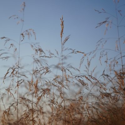 Deschampsia cespitosa ‚Bronzeschleier‘