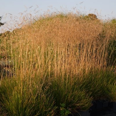 Deschampsia cespitosa