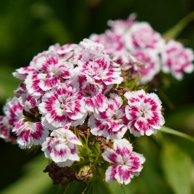 Dianthus barbatus (Bartnelke)