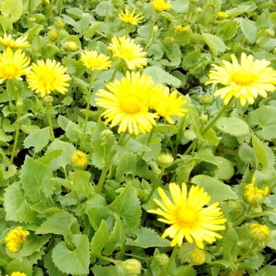 Doronicum orientale (Gämswurz)