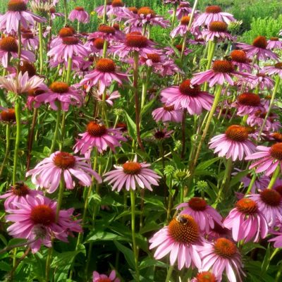 Echinacea purpurea (Roter Scheinsonnenhut)