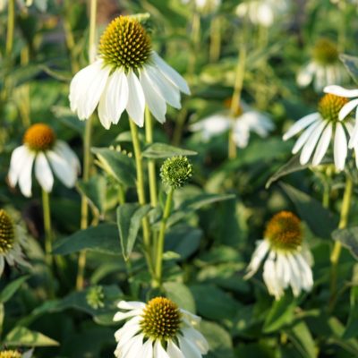 Echinacea purpurea ‚Alba‘ (Weißer Scheinsonnenhut)