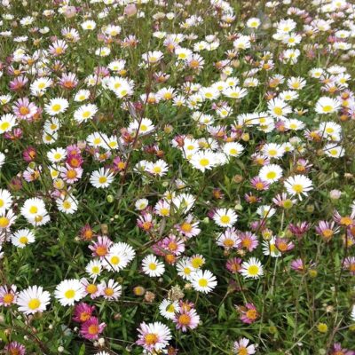 Erigeron karvinskianus ‚Blütenmeer‘ (Spanisches Gänselümchen)