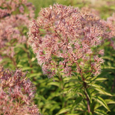 Eupatorium fistulosum ‚Atropurpureum‘ (Großer Garten Wasserdost)